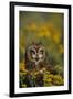 Short-Eared Owl-DLILLC-Framed Photographic Print