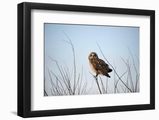 Short Eared Owl-EEI_Tony-Framed Photographic Print