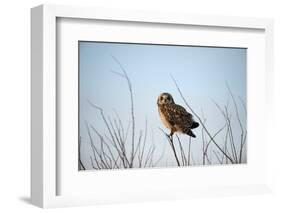 Short Eared Owl-EEI_Tony-Framed Photographic Print