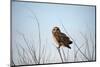 Short Eared Owl-EEI_Tony-Mounted Photographic Print