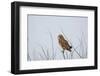 Short Eared Owl-EEI_Tony-Framed Photographic Print