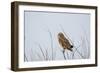 Short Eared Owl-EEI_Tony-Framed Photographic Print