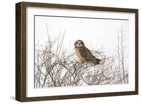 Short Eared Owl-EEI_Tony-Framed Photographic Print