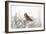 Short Eared Owl-EEI_Tony-Framed Photographic Print