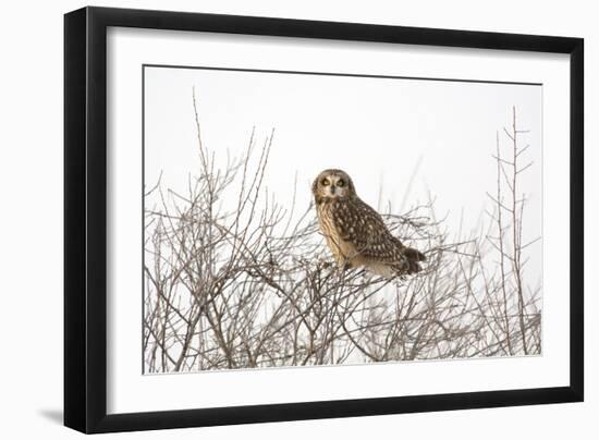 Short Eared Owl-EEI_Tony-Framed Photographic Print