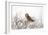 Short Eared Owl-EEI_Tony-Framed Photographic Print