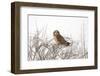 Short Eared Owl-EEI_Tony-Framed Photographic Print