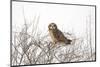 Short Eared Owl-EEI_Tony-Mounted Photographic Print