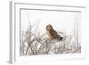 Short Eared Owl-EEI_Tony-Framed Photographic Print