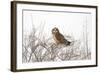 Short Eared Owl-EEI_Tony-Framed Photographic Print