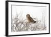 Short Eared Owl-EEI_Tony-Framed Photographic Print