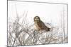 Short Eared Owl-EEI_Tony-Mounted Photographic Print