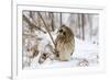 Short Eared Owl-EEI_Tony-Framed Photographic Print