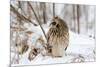 Short Eared Owl-EEI_Tony-Mounted Photographic Print