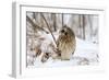 Short Eared Owl-EEI_Tony-Framed Photographic Print