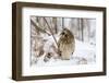 Short Eared Owl-EEI_Tony-Framed Photographic Print