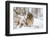 Short Eared Owl-EEI_Tony-Framed Photographic Print