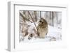 Short Eared Owl-EEI_Tony-Framed Photographic Print