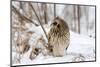 Short Eared Owl-EEI_Tony-Mounted Photographic Print