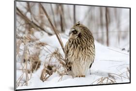 Short Eared Owl-EEI_Tony-Mounted Photographic Print