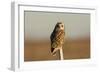 Short Eared Owl-EEI_Tony-Framed Photographic Print