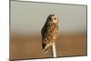 Short Eared Owl-EEI_Tony-Mounted Photographic Print