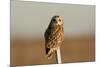 Short Eared Owl-EEI_Tony-Mounted Photographic Print