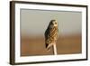 Short Eared Owl-EEI_Tony-Framed Photographic Print