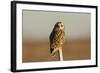 Short Eared Owl-EEI_Tony-Framed Photographic Print