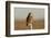 Short Eared Owl-EEI_Tony-Framed Photographic Print