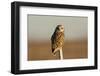 Short Eared Owl-EEI_Tony-Framed Photographic Print