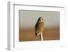 Short Eared Owl-EEI_Tony-Framed Photographic Print