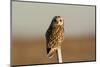 Short Eared Owl-EEI_Tony-Mounted Photographic Print