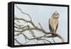 Short-Eared Owl-Ken Archer-Framed Stretched Canvas