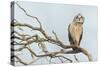 Short-Eared Owl-Ken Archer-Stretched Canvas