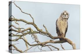 Short-Eared Owl-Ken Archer-Stretched Canvas