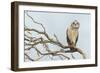Short-Eared Owl-Ken Archer-Framed Photographic Print