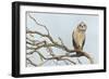 Short-Eared Owl-Ken Archer-Framed Photographic Print