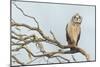 Short-Eared Owl-Ken Archer-Mounted Photographic Print