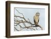 Short-Eared Owl-Ken Archer-Framed Photographic Print