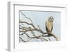 Short-Eared Owl-Ken Archer-Framed Photographic Print