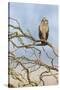 Short-eared owl-Ken Archer-Stretched Canvas