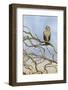 Short-eared owl-Ken Archer-Framed Photographic Print