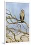 Short-eared owl-Ken Archer-Framed Photographic Print