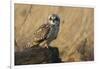 Short-eared owl-Ken Archer-Framed Photographic Print