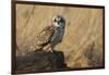 Short-eared owl-Ken Archer-Framed Photographic Print