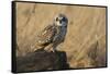 Short-eared owl-Ken Archer-Framed Stretched Canvas