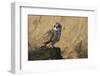 Short-eared owl-Ken Archer-Framed Photographic Print