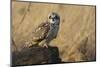 Short-eared owl-Ken Archer-Mounted Photographic Print