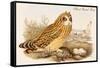 Short Eared Owl-John Gould-Framed Stretched Canvas